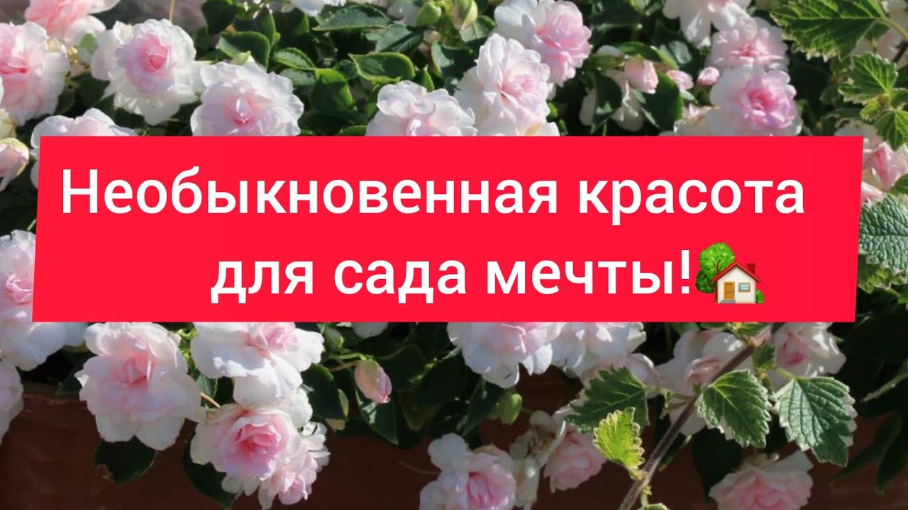 Агровиола Интернет Магазин Растений