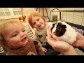 WE GOT ONE!!  Meet our new PET GUINEA PIG! First day home routine with Adley & Baby Niko! (Surprise)