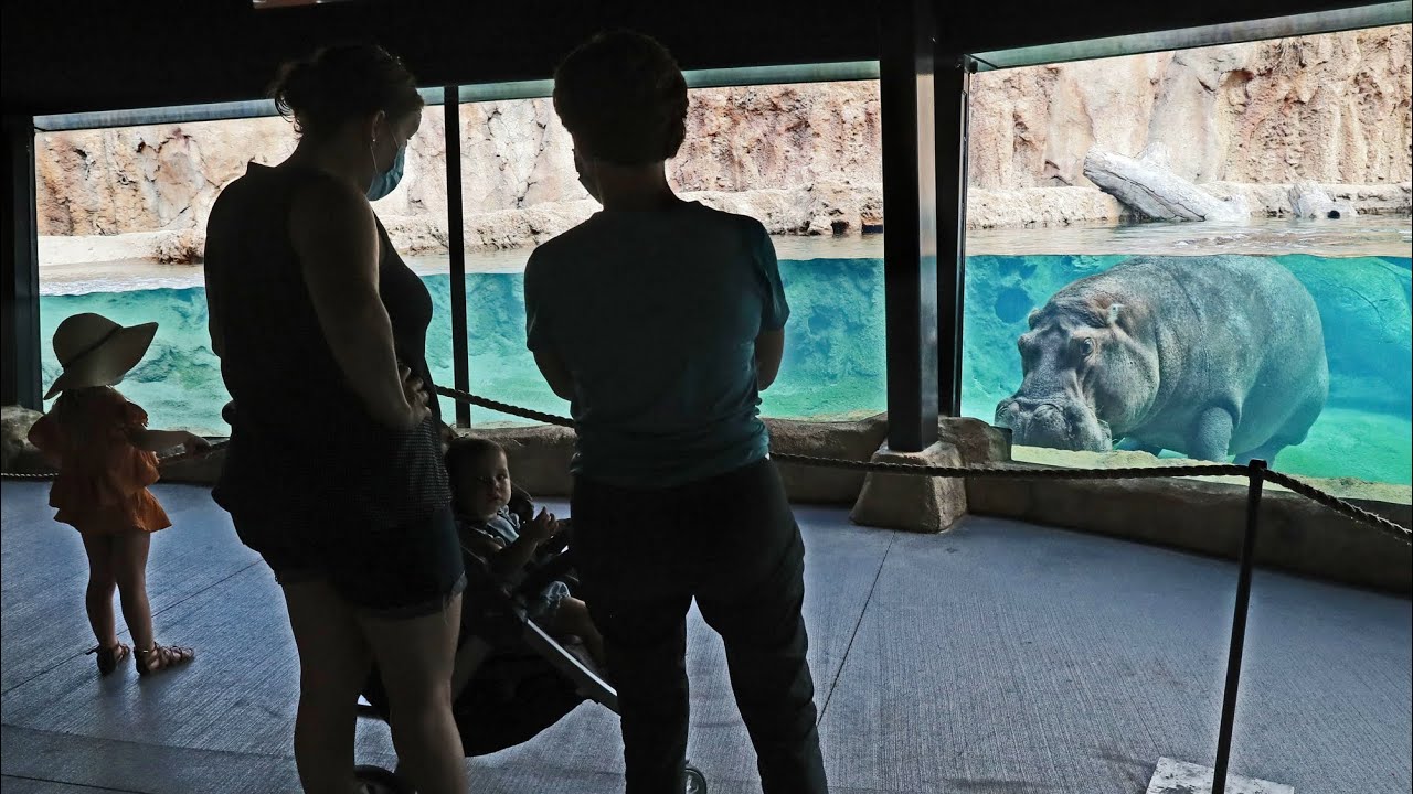 A construction story The Milwaukee County Zoo's hippos have a new home