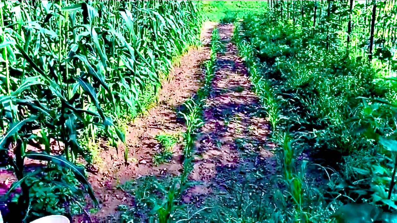 Corn update! ( All our corn fields!) - YouTube