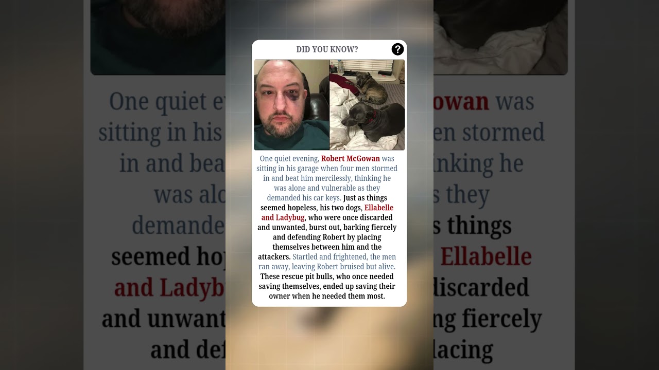 Rescue Pit Bulls Save Their Owner From Attackers