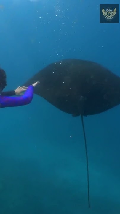 Some Interesting Facts About Giant Manta Ray - YouTube