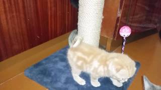 Катенок Скоттиш фолд красный мрамор в якутске Катенок Скоттиш фолд красный мрамор в якутске