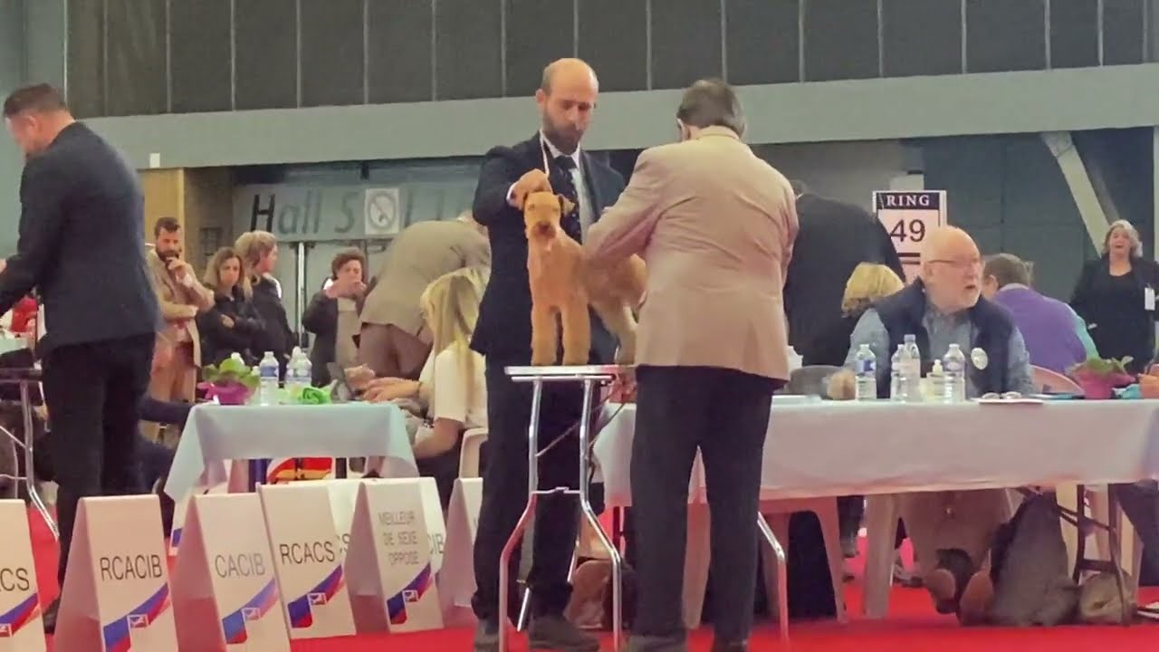 Lakeland Terrier | EDS 2022 Paris