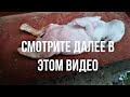 Подкинул КРОЛЬЧАТ чужой крольчихе % Что стало с КРОЛЬЧАТАМИ