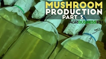 How to prepare mushroom substrate :  Mushroom production Part 3 #Agriculture