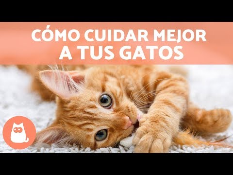 Video: Cómo Cuidar Mejor A Los Gatos De Granero