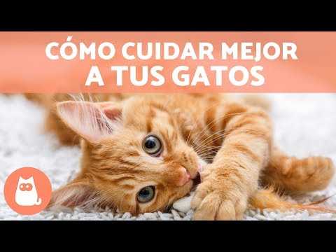 Video: Cómo establecer metas y alcanzarlas (con imágenes)