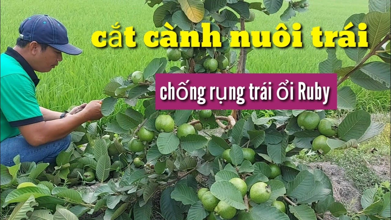 trồng ổi Ruby những điều cần biết khi Giai đoạn mang trái 💥Trung Tâm Cây Giống💥[ Zalo : 0345679887 ]