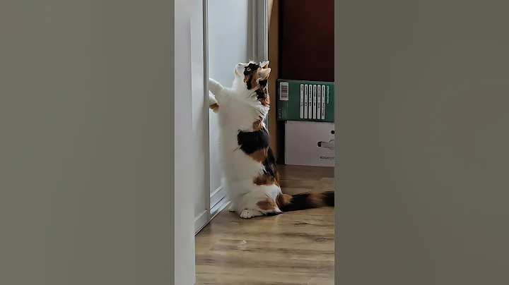 Video 8385711: munchkin cutecat, cats feline catlover, curious feline