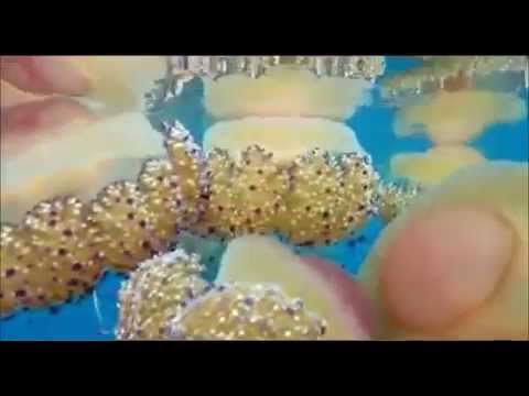 おもしろ動画 目玉焼きがいますけどs ゚d゚ 目玉焼きクラゲ Youtube おもしろ動画 目玉焼きがいますけどs ゚d゚ 目玉焼きクラゲ Youtube
