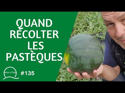 Vidéo: Récolter des pastèques : le bon moment pour cueillir une pastèque