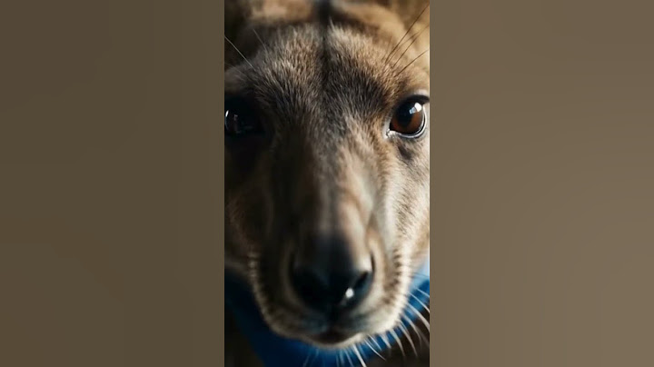 Heartbroken Kangaroo Denied Boarding at Airport 💔🦘  Emotional Goodbye in 8K