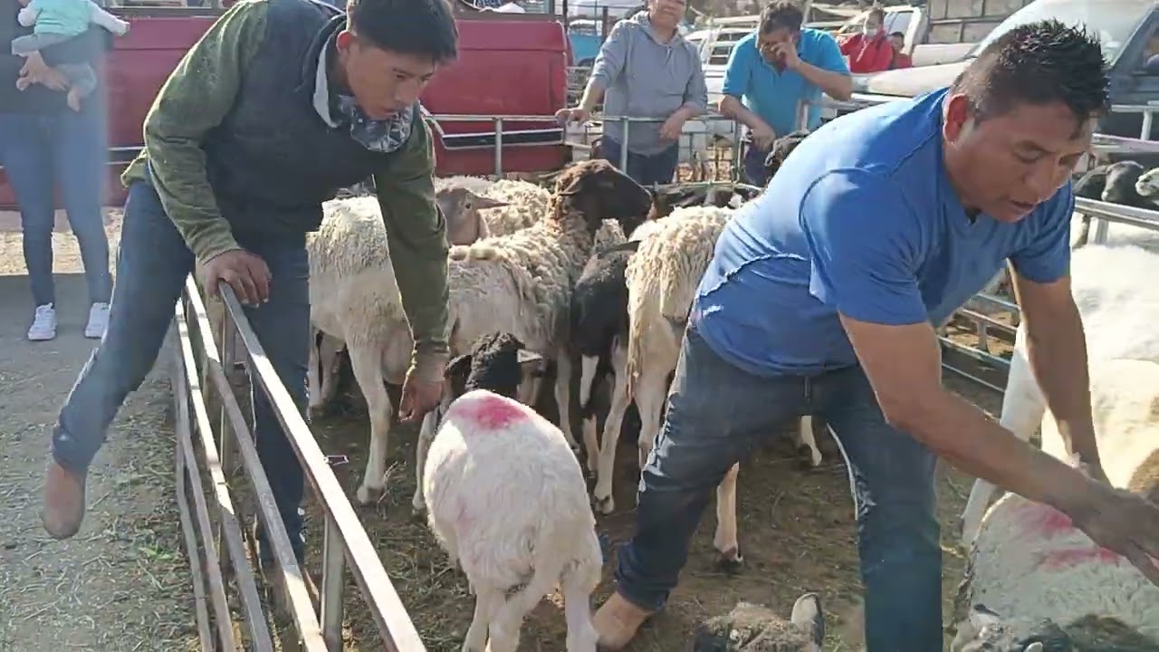El tianguis más grande de Morelos 