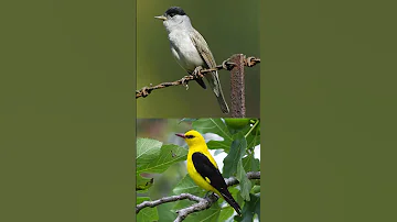 Blackcap Bird Golden Oriole صوت عصفور تيان صفري صفاري جديد 
