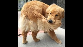 henlo bois