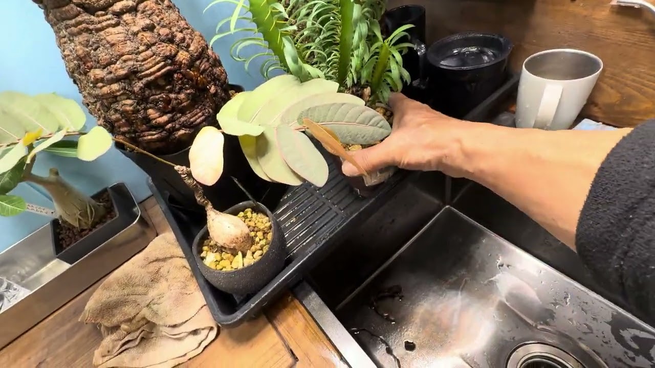 パキプス発根管理3/2朝　土耕が気になってしょうがない