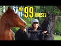 Meet my 99 horses living on one acre magical