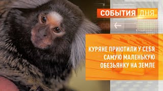 Куряне приютили у себя самую маленькую обезьянку на Земле