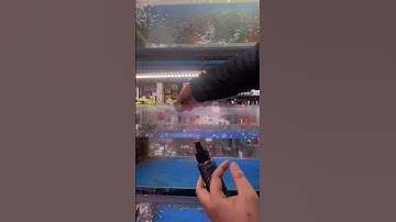 tẩy cặn canxi bể cá