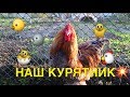 НАШ КУРЯТНИК - БИЗНЕС НА ЯЙЦАХ, ЗАВЕЛИ МОЛОДОК И ПЕТУХА ❤