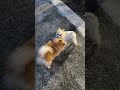 Pupp Love #shorts #pets #love #usa #trending #viral #youtubeshorts #shortvideo #dog #puppy #doglife