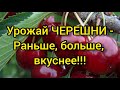 Подкормить черешню весной. Всё необходимое за один раз!!! Борофоска +жидкий азот!!!