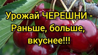 Подкормить черешню весной. Всё необходимое за один раз!!! Борофоска +жидкий азот!!!