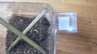 Black Widow Egg Sac Removal