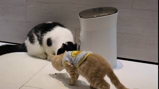 Petrust PP002 Pet Feeder With Cats