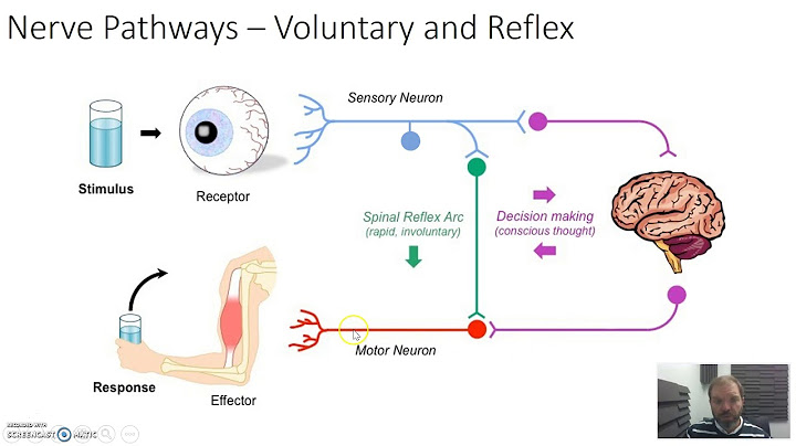 Neurotransmitters are released into a small gap between neurons called a synaptic