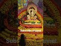 khatu wale shyam baba #shyam #viral #ytshort #videos