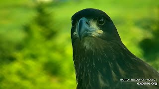 Decorah Eagles. DH2 to the Y, to the nest and back to the Y - explore.org 07-27-2023