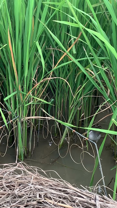 Bẫy chim mắt xéo, sai lầm khi cắm thòng các bác