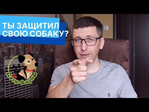 Чем лучше обработать собаку от клещей? Что лучше, капли, таблетки, спрей или ошейник?