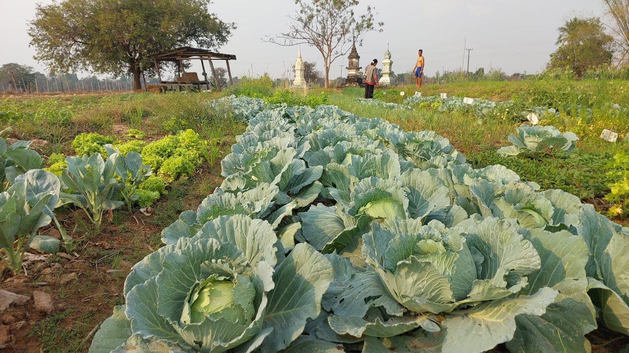 ตามหาสัญญาณพี่น้องเอยลงคริบกะบ่ได้ทั้งวัน