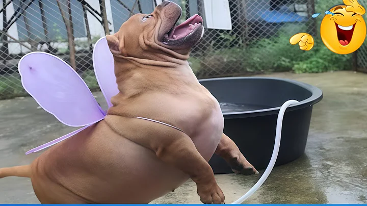 Video 11337101: funniest cats dogs compilation, cats dogs animals compilation, laugh cats compilation