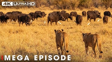 Savage Kingdom: Survival in the Predator