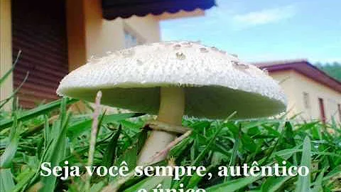 mais (+_+)  vida.wmv