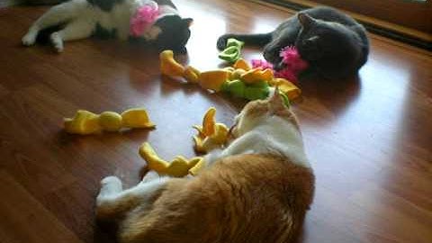 Kitties playing with catnip knots