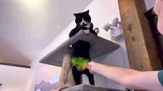 Tuxedo Cat vs. Cat Nip Carrot by The Kits Cats 4,970 views 2 years ago 33 seconds