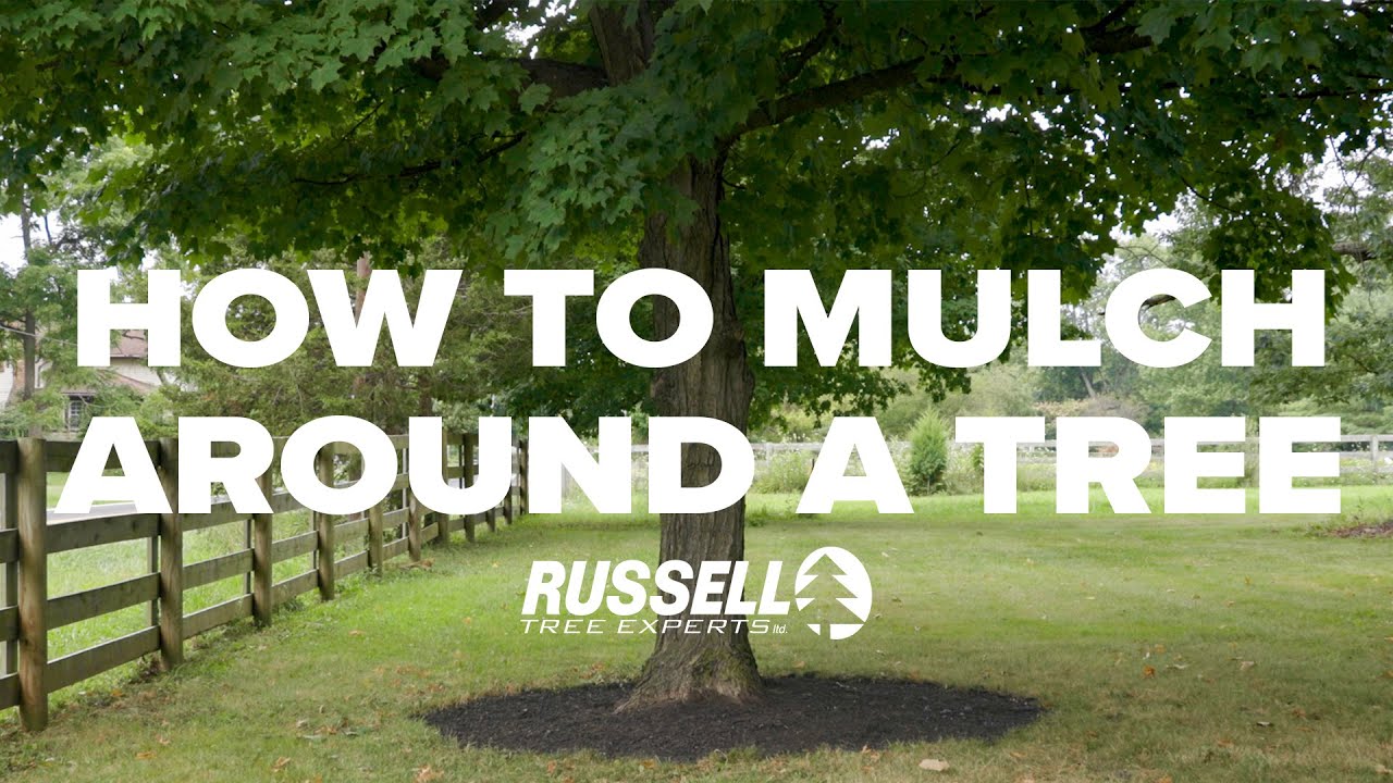 How to Mulch Around a Tree - YouTube