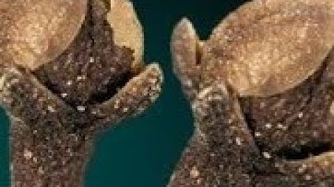 15 मई गुरूवार के दिन इस जगह फेंक देना 3 लौंग उपाय बनोगे || Pradeep Ji Mishra