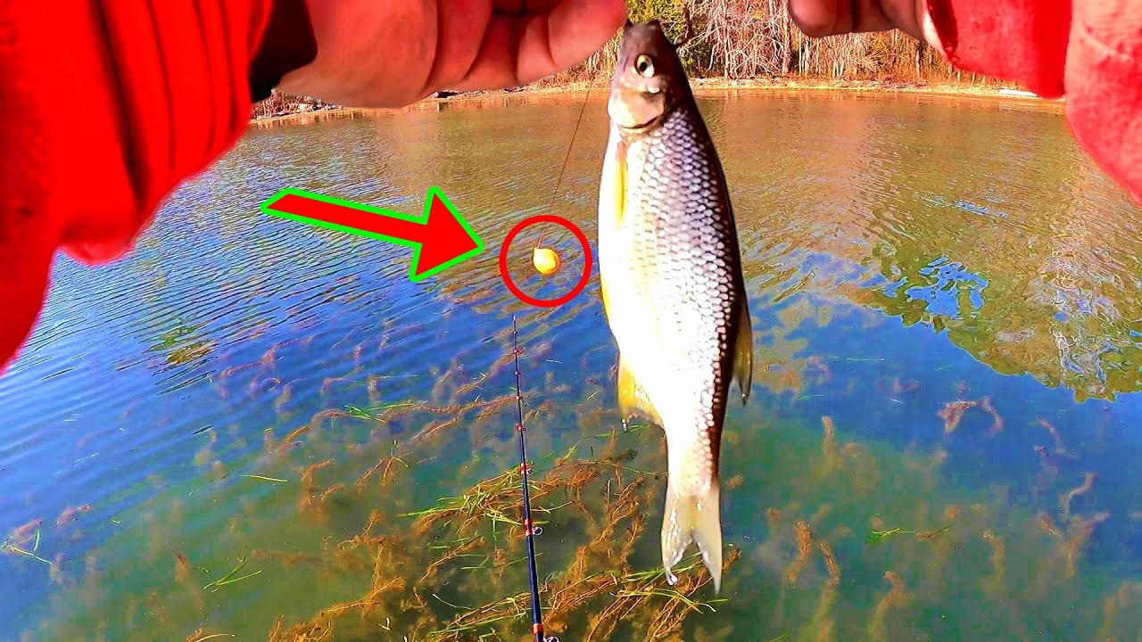 Fish Busting BUSTING A FISHING MYTH!!! Live Bait Fishing Tips, Technique and Setup ...