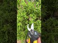 electric scissors easy use save time #tool P7432