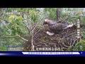 【氣候變遷的無聲考驗】入險境揭開熊鷹神秘面紗 極端降雨 北部熊鷹最大生存難題｜脆弱的空中霸主 熊鷹｜TVBS新聞@TVBSNEWS01