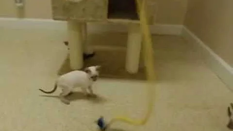 Watch the video about Siamese kittens playing with wand toy- adorable cat babies! Cute kitten video!