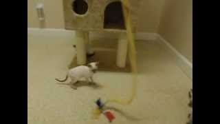 Siamese kittens playing with wand toy- adorable cat babies! Cute kitten video!
