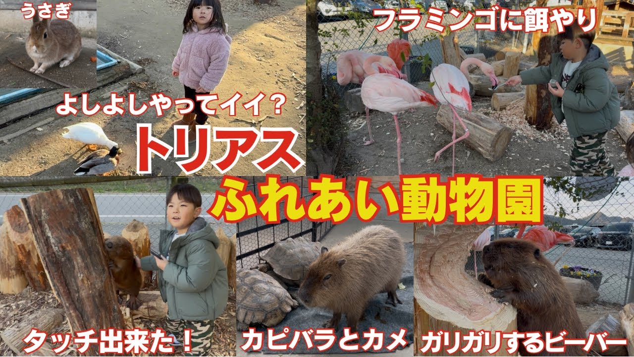 トリアスふれあい動物園に行ってきたよ！小さな動物達と触れ合ってメチャメチャ癒されました！