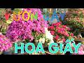 Tham Quan Vườn Cây Hoa Giấy. Những Cây Hoa Giấy Đang Ra Hoa Đẹp. #TMtv.